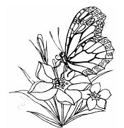 Butterfly Coloring Pages