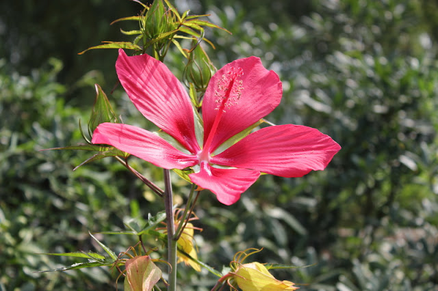 Scarlet Rosemallow Flowers Pictures