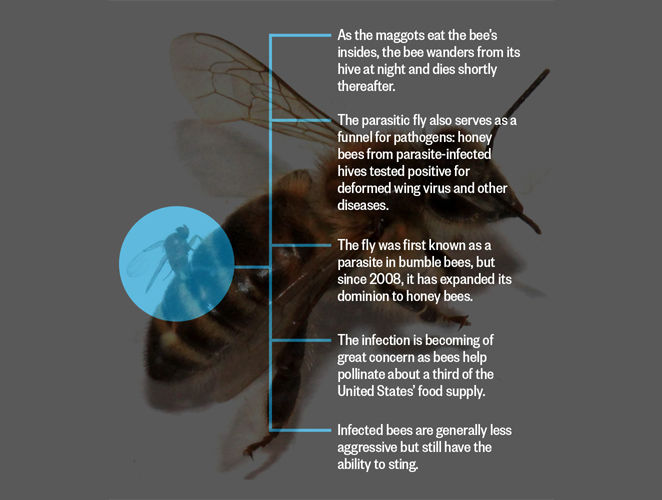 SNIPPITS AND SNAPPITS ZOMBIE BEES SPREAD TO WASHINGTON STATE