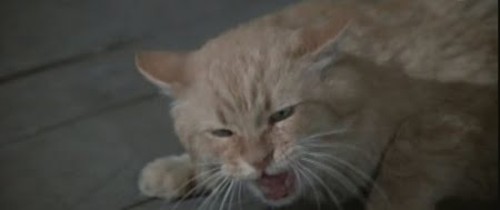 The Cats Meow The Cats The Star Rooster Cogburn 1975