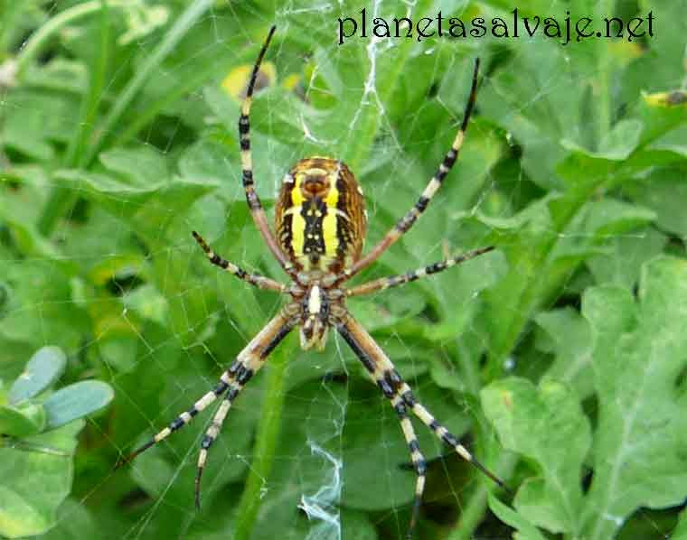 Araña de jardín - Argyope bruennichii ~ Ecología