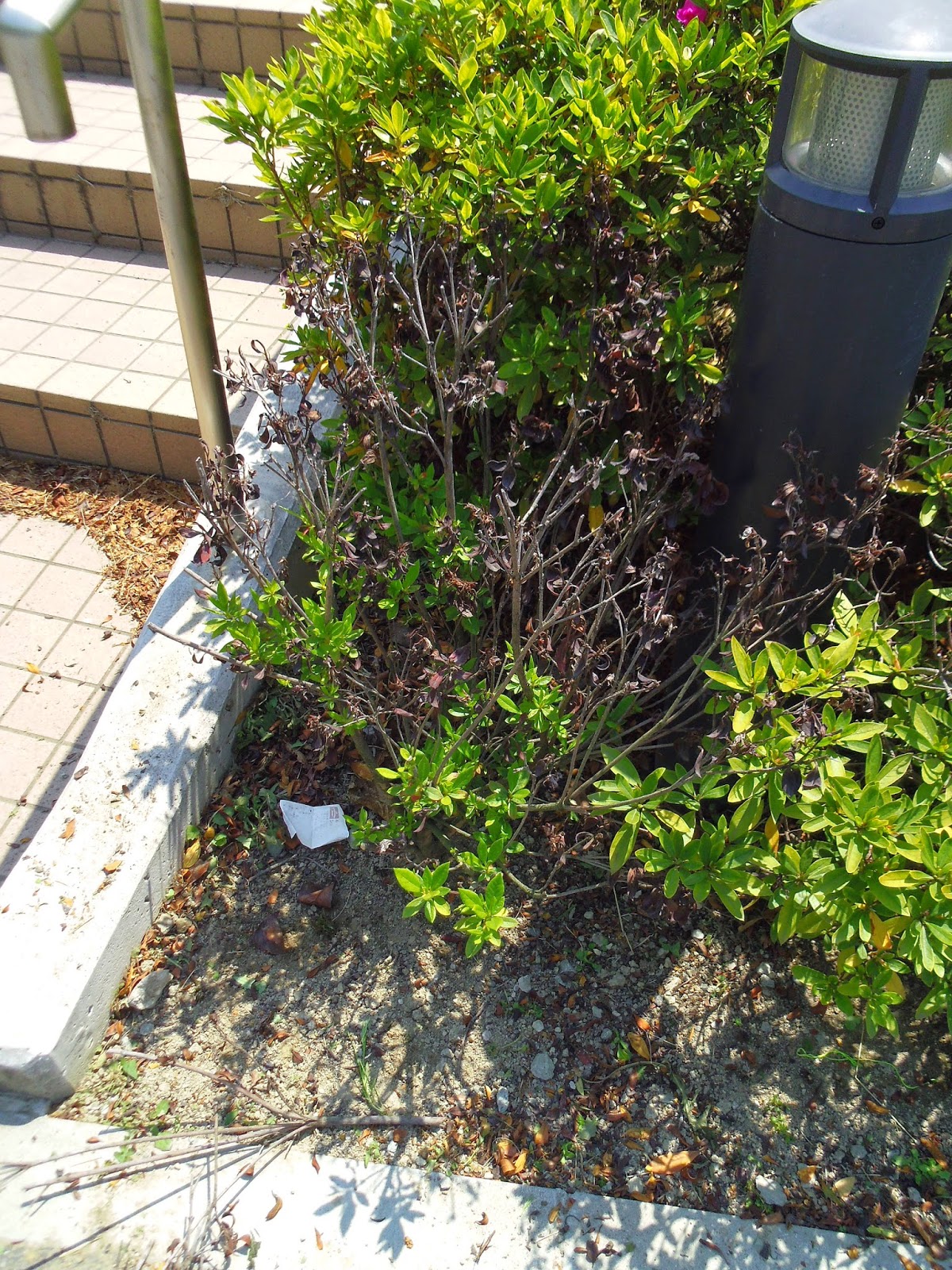 植木一筋42年 ひらどつつじの剪定 枯れた部分は取り除く