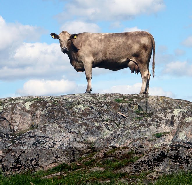 Uti vår hage