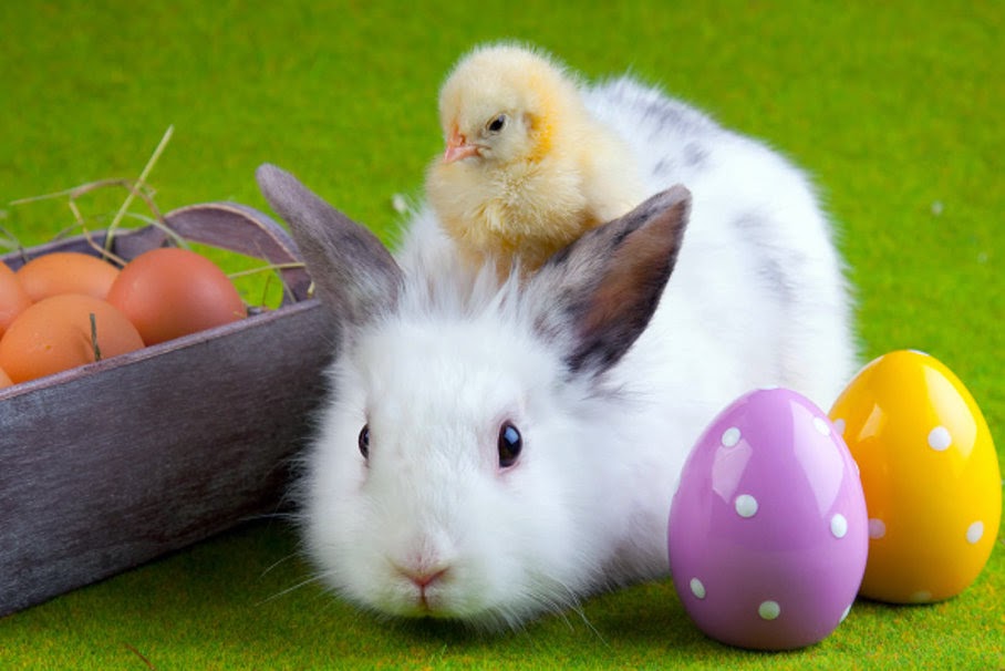 アリスと百合の不思議な世界 画像 可愛い うさぎとヒヨコのイースター壁紙 復活祭 イースターバニー Easter Bunny With Chick Wallpaper