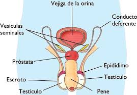 sistema reproductor masculino 2