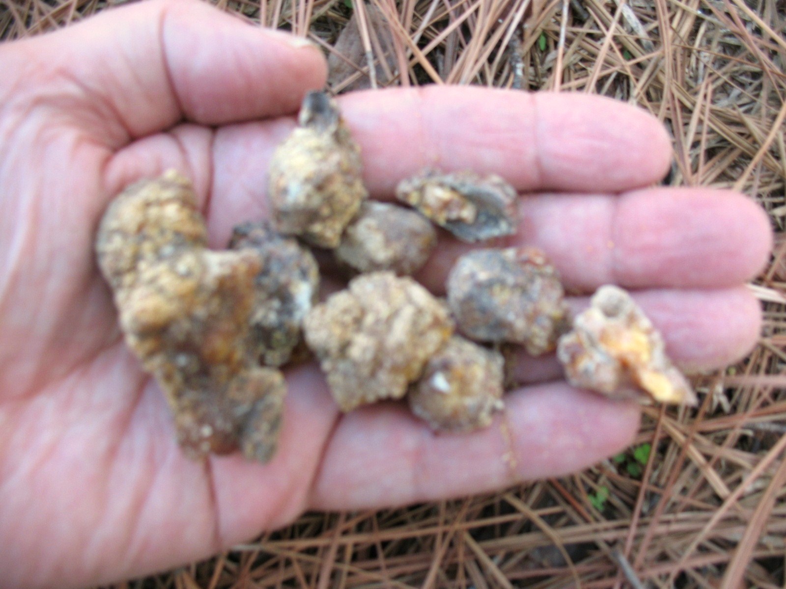 Sensible Survival How to Make Pine Pitch Glue