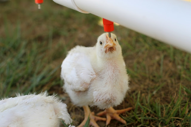 Chick at the PVC bucket waterer