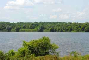 Greening of Ex-tin Mine