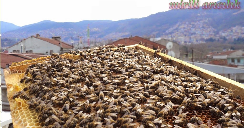 Mirili Aricilik Sehir Arisi Karniyol Bursa Da Evcil Ari Satisi Yerlesim Merkezinde Aricilik Nasil Olur Ana Ari Uretiminde Kullanilacak Erkek Arilarin Kalitesi Nasil Olmali