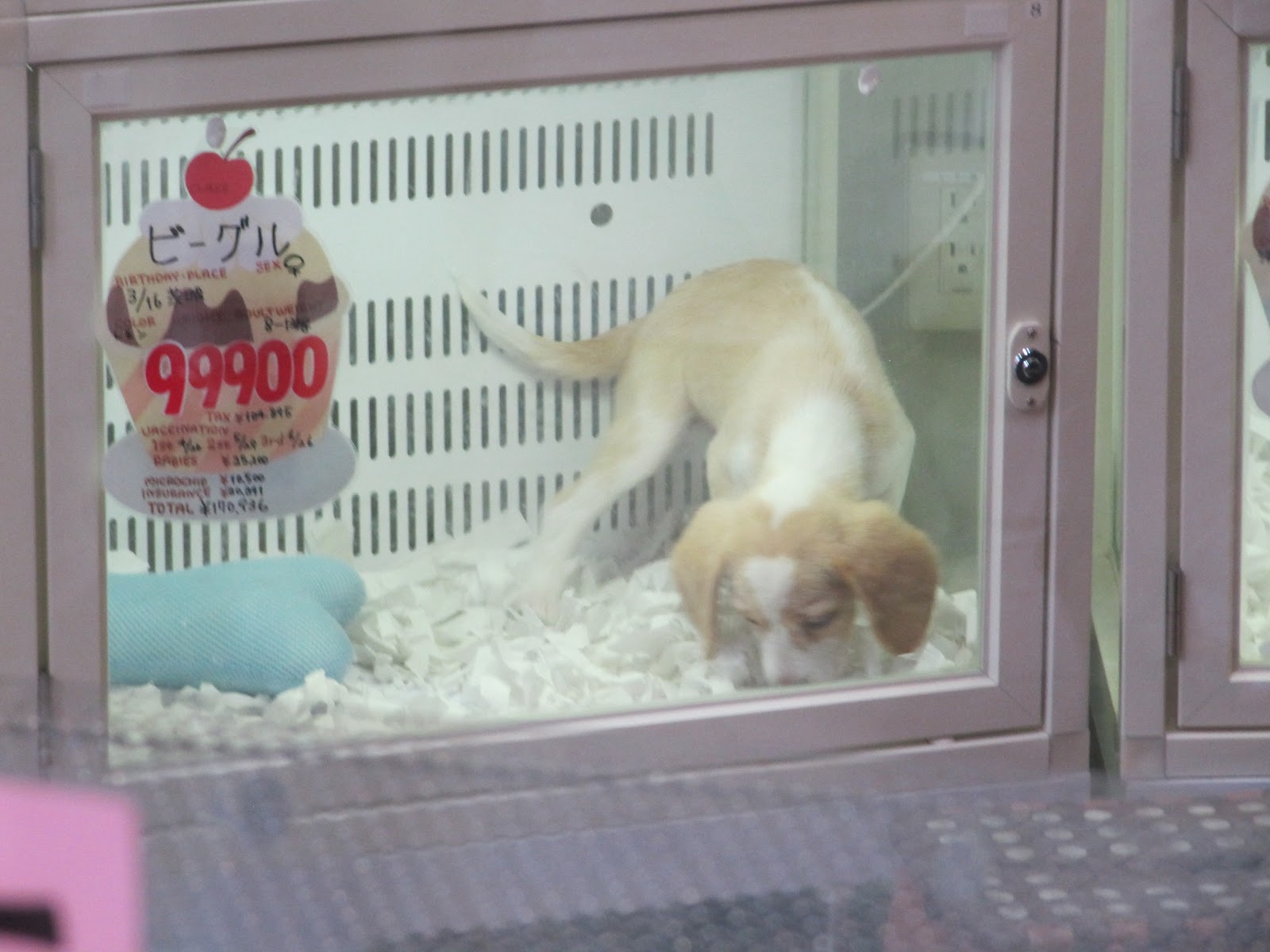 Ed and Reub Dogs of Japan