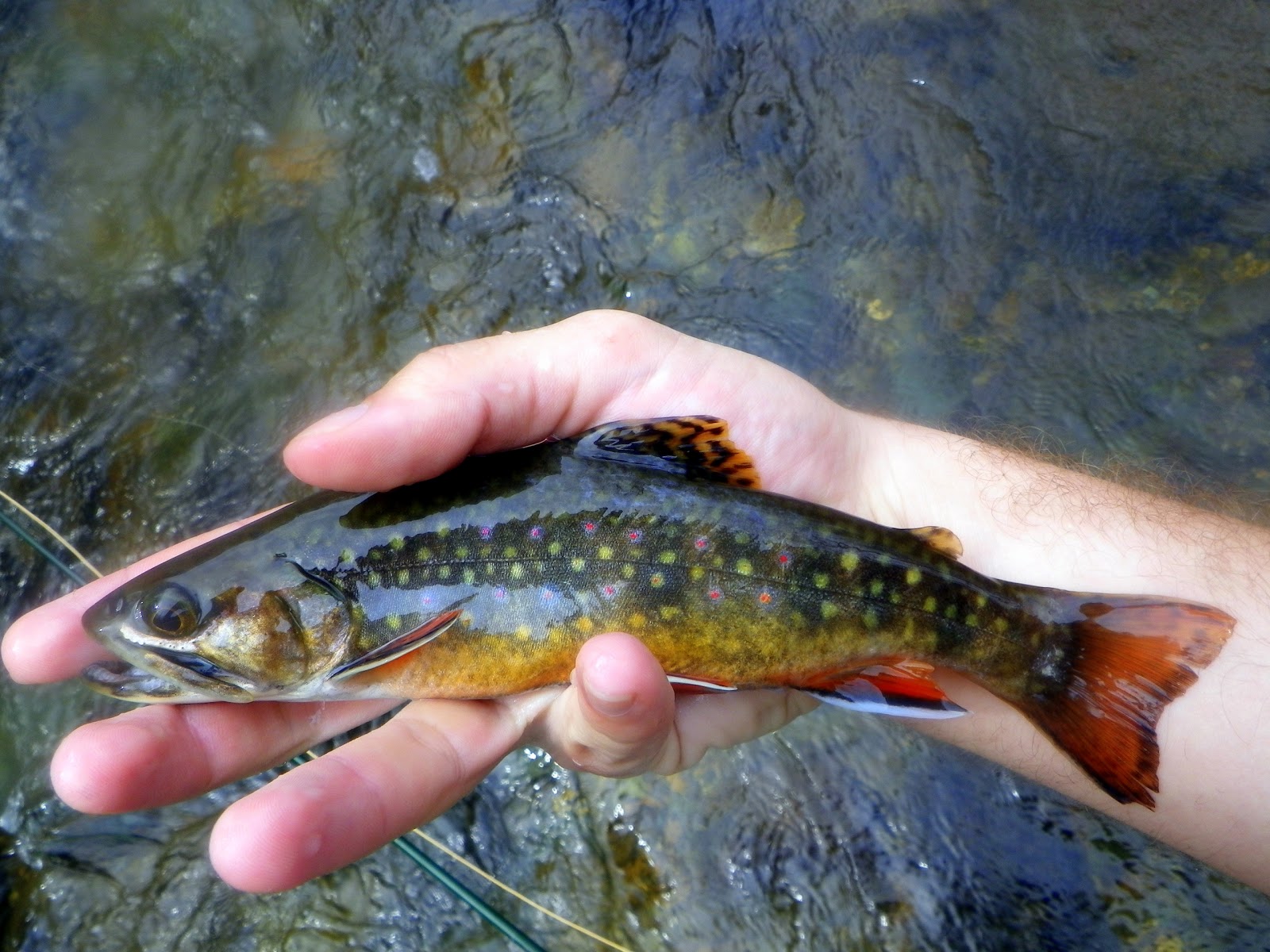 Virginia Medical Fly Fishing: Fishing Report: Rapidan River