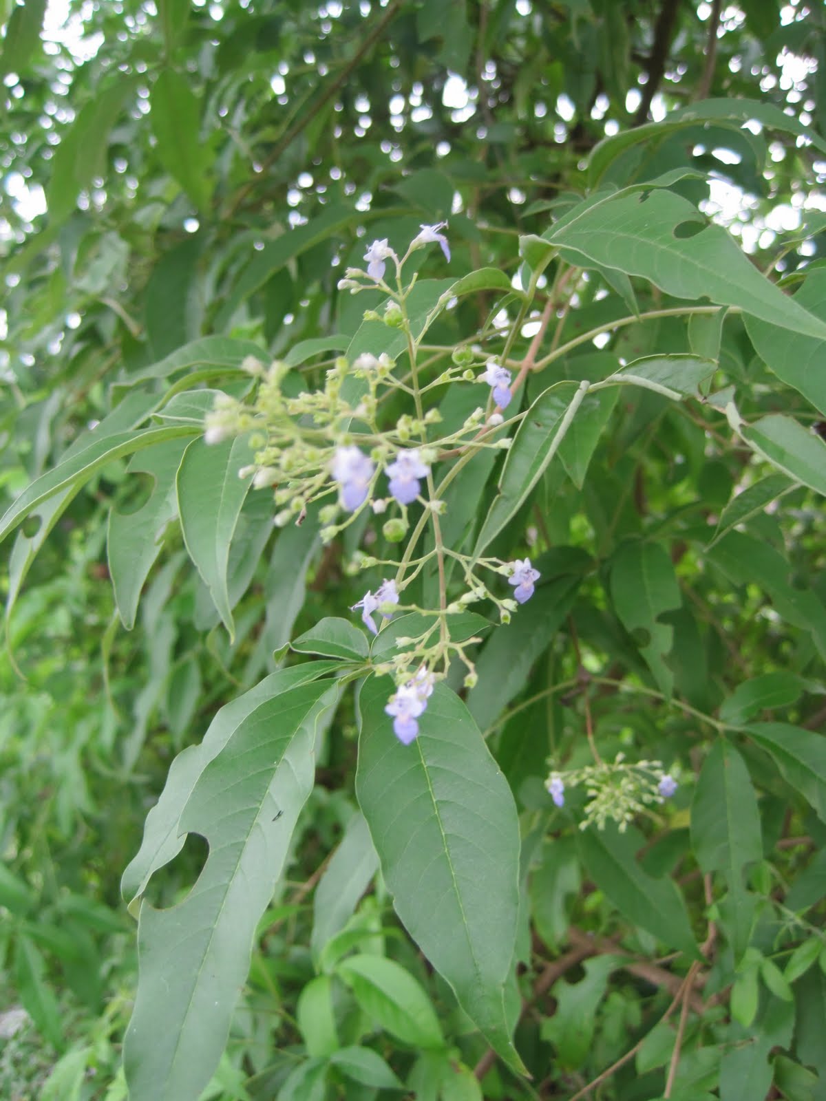 Small Doses of Life Featuring LAGUNDI