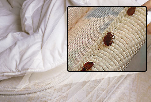 bedbugs bed bug bites mattress bugs check seams mattresses bite skin does along them webmd seam slideshow rid bedbug healthy