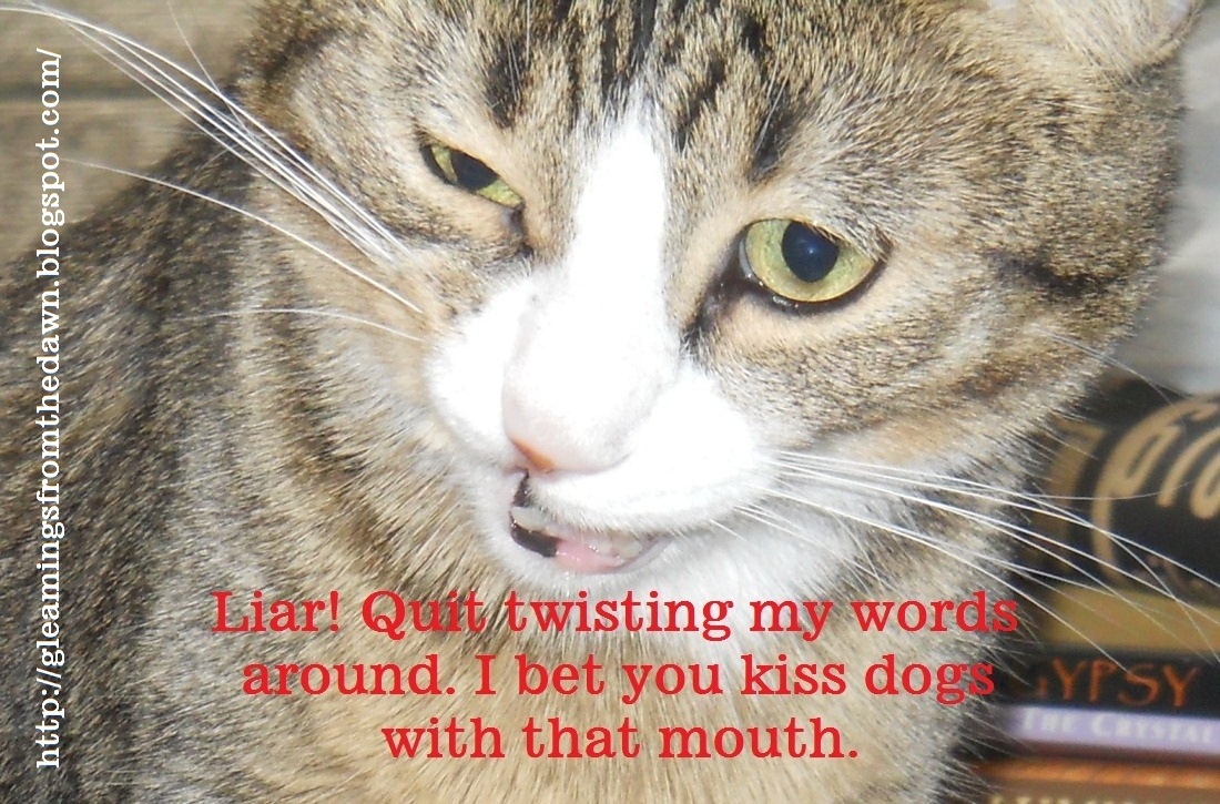 Liar Cat