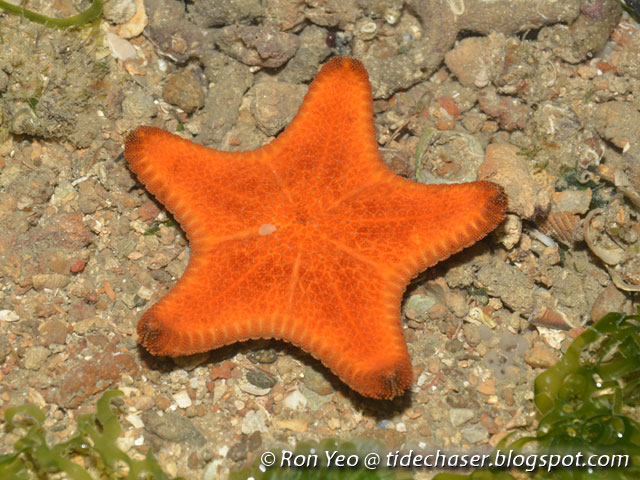 tHE tiDE cHAsER: Sea Stars (Phylum Echinodermata: Class Asteroidea) of  Singapore