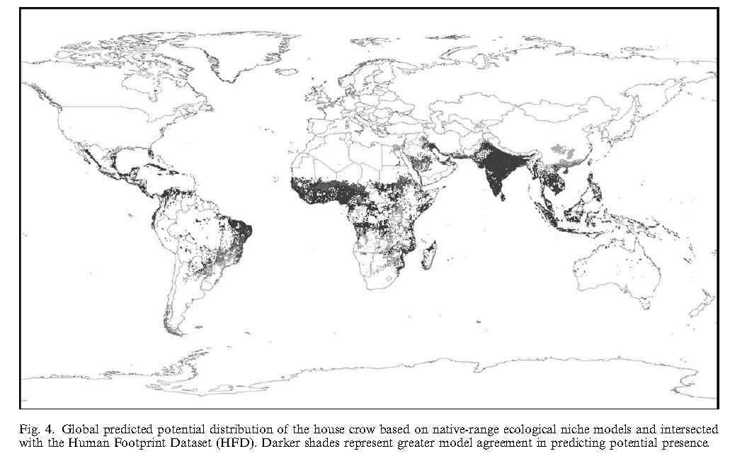 Safari Ecology: Indian house crows and invasive aliens