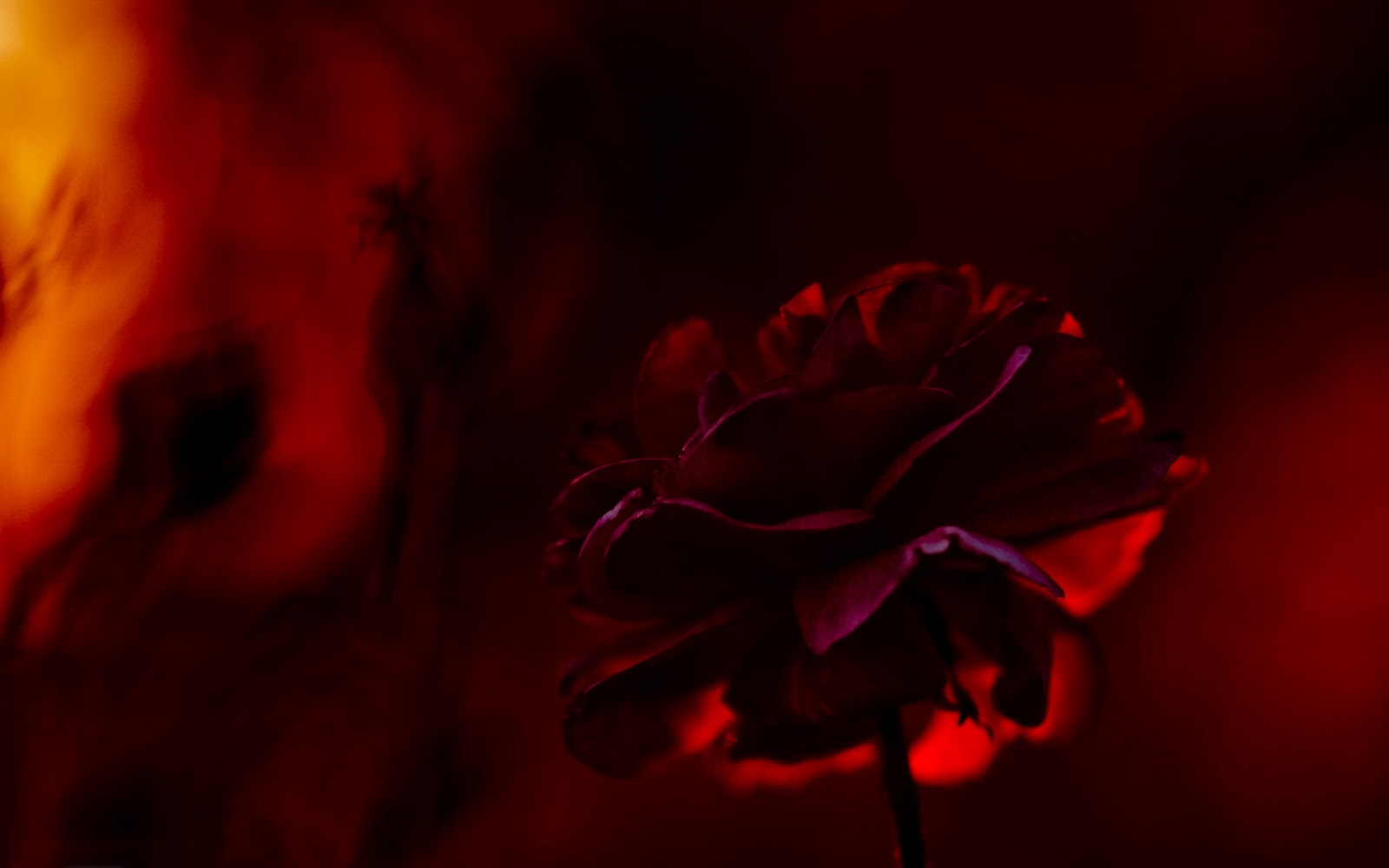 http://1.bp.blogspot.com/-RWGKpyE-1kE/T0ZB_yIYw5I/AAAAAAAADbg/V2dareBF-10/s1600/HD+WALLPAPER+DOWNLOAD+FREE((thewallpaperdb.blogspot+(211).jpg