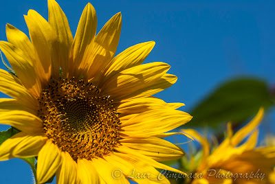 Floarea-Soarelui Sonnenblume Sunflower Tournesol Girasol