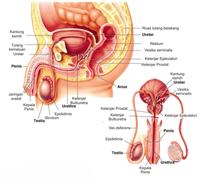 sistem reproduksi pria