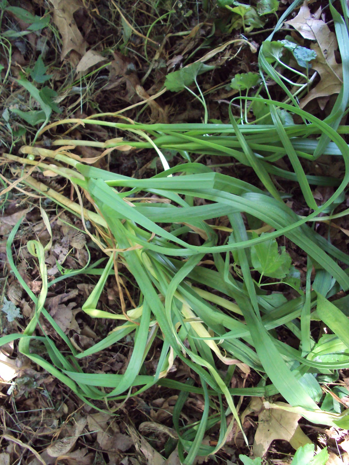 Missouri Survival Scallions Wild Green Onions