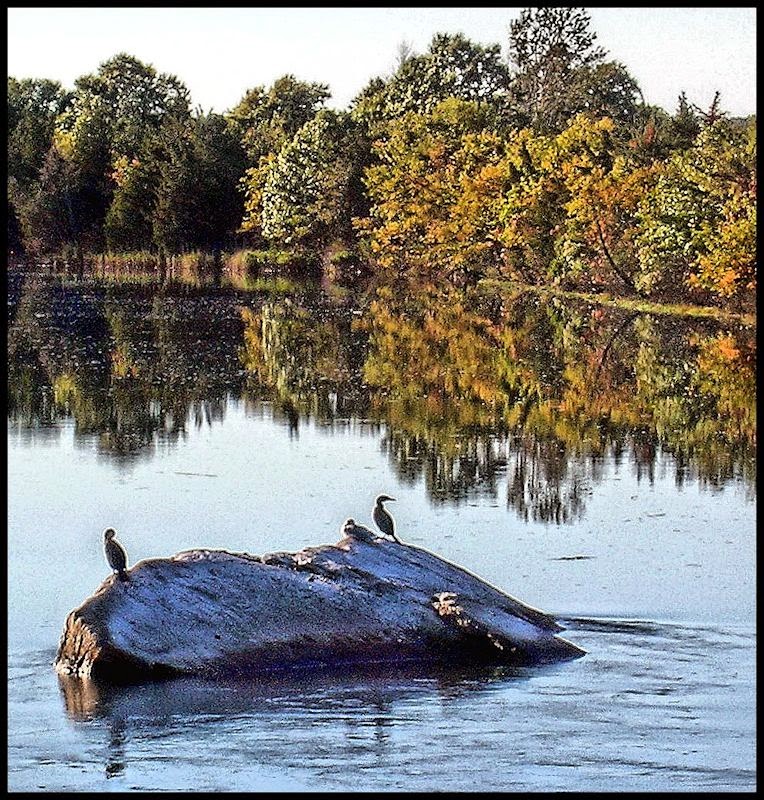 [Image: cormorantsatsunkenmeadowSM.jpg]