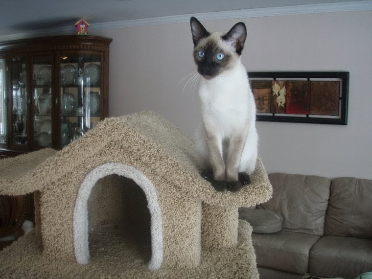 Seal point Siamese kittens available.