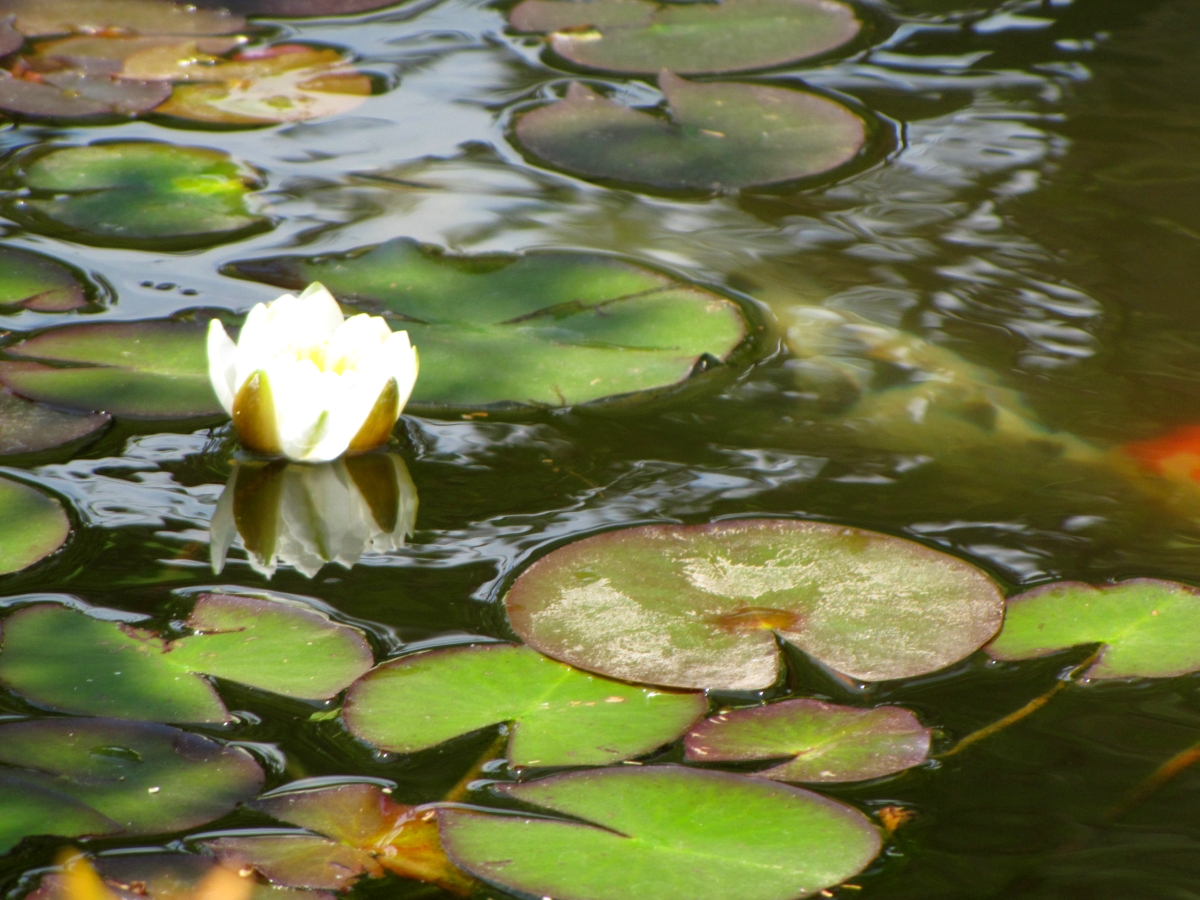 Lily Pond
