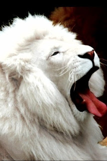 iphone background wallpaper