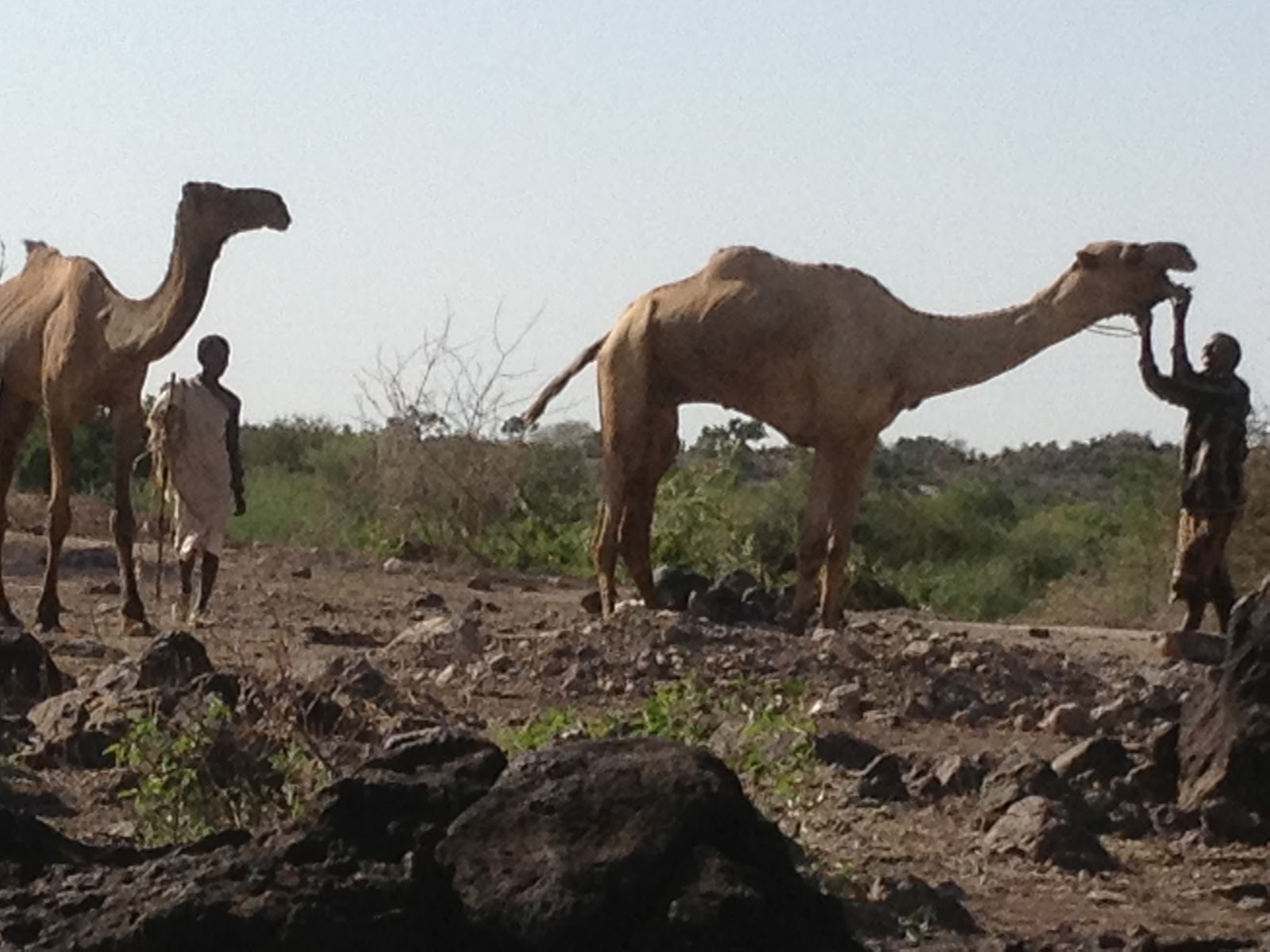 Chris AustriaWild Animals Awash National Park Ethiopia