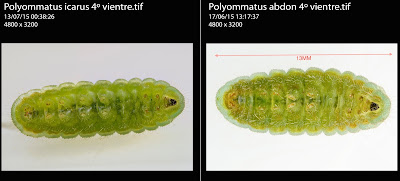 Polyommatus abdon oruga