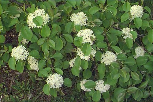 Un Pimbina Qui Ne Passe Pas Inapercu