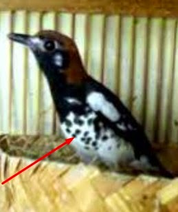 Cara Membedakan Ciri Ciri Jantan Dan Betina Burung Anis Kembang
