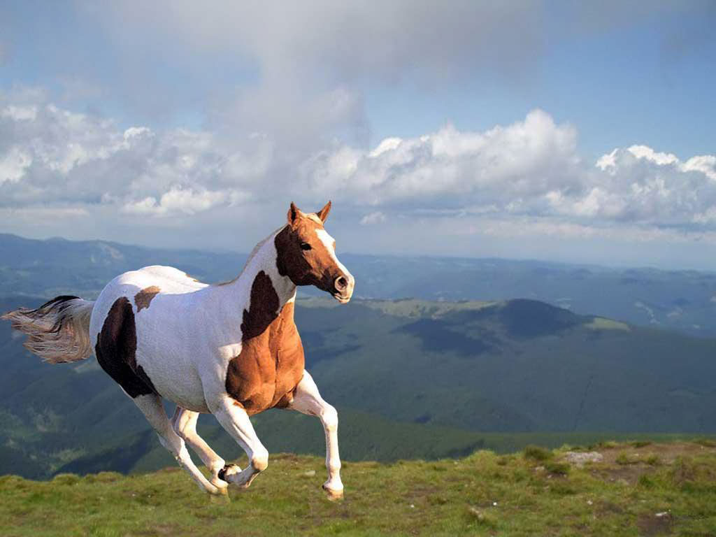 √ Wild Horses HD Wallpapers - wallpaper202