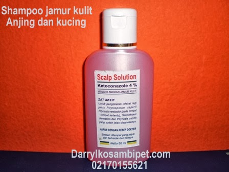 Shoo Jamur Kulit Anjing Kucing Mengobati Membersihkan shoo jamur kulit anjing kucing mengobati membersihkan