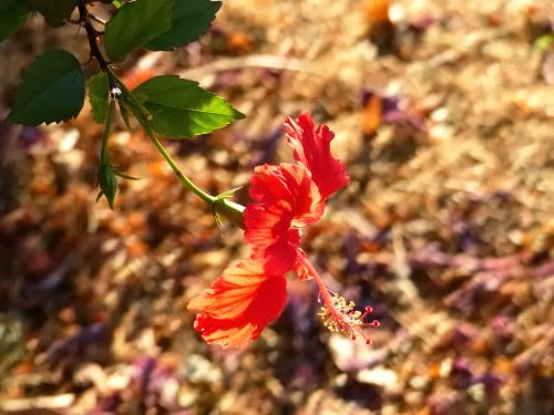 Hibiscus backlit by the sun