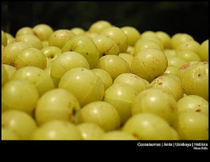 Amla in Stock