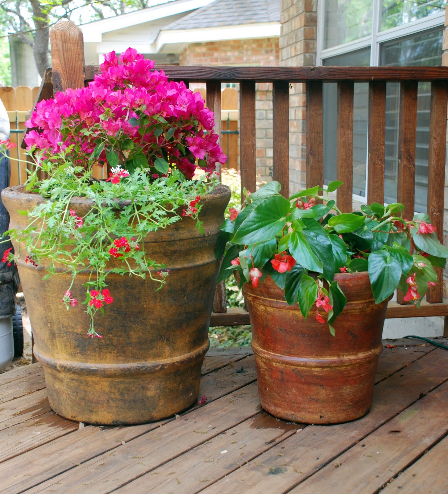 List 99+ Wallpaper Pictures Of Knockout Roses In Containers Stunning 10