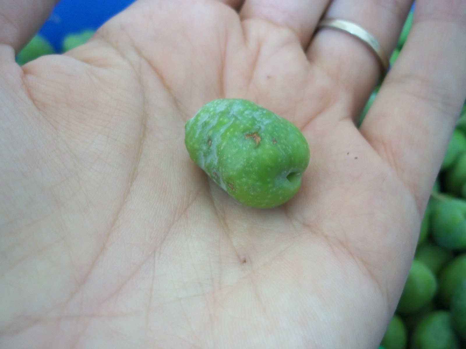 Foraging Olives Homemade Pickled Olives and Olive Leaf Medicine