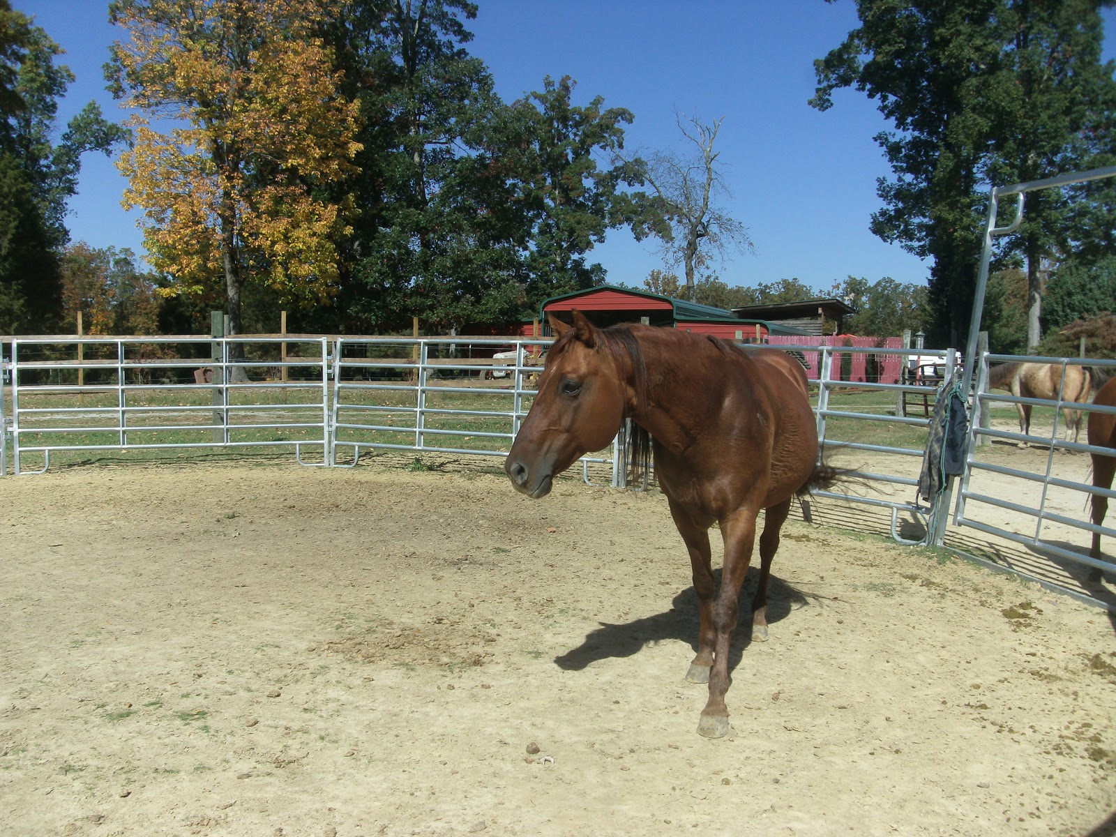 Horse Training The Carolina Cowboy Round Ring Copper's First Session