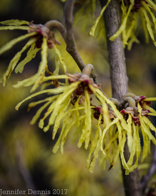 Witch Alders Fothergilla Rotary Botanical Gardens