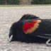 Dead Blackbirds.