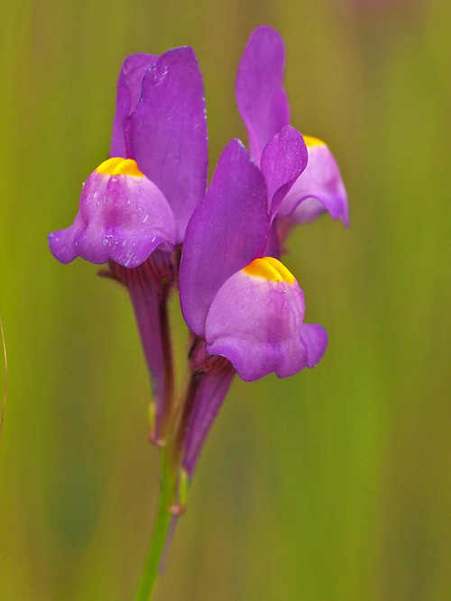 Linaria becerrae