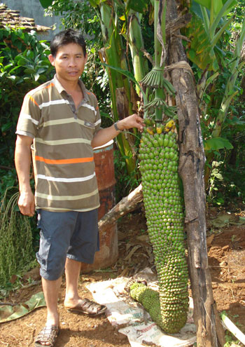 banana grow step plants rhizome bananas plant water harvest