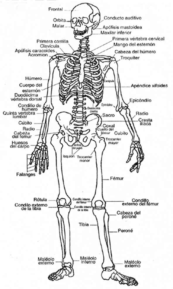 Anatomia humana partes do corpo