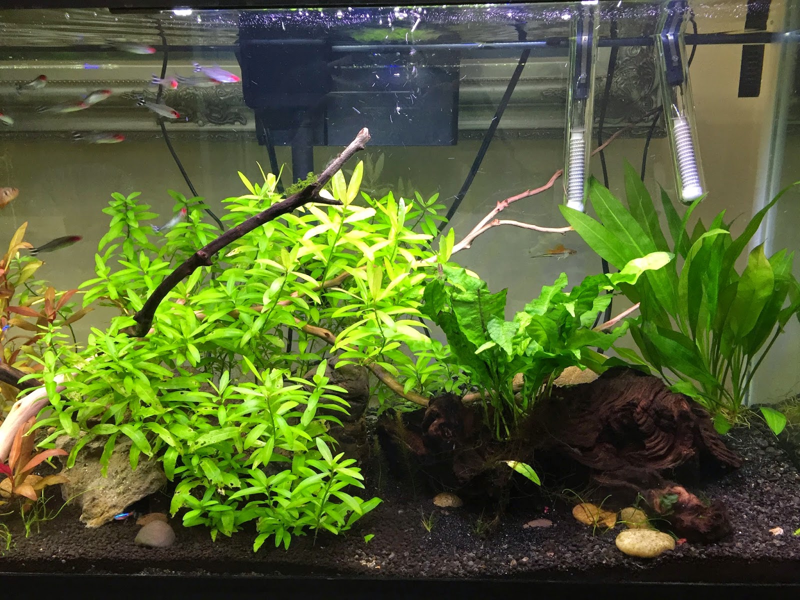 aquaticszone my freshwater aquarium