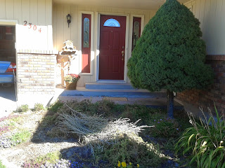An Attractive Drought Tolerant Hedge For Southwestern Gardens