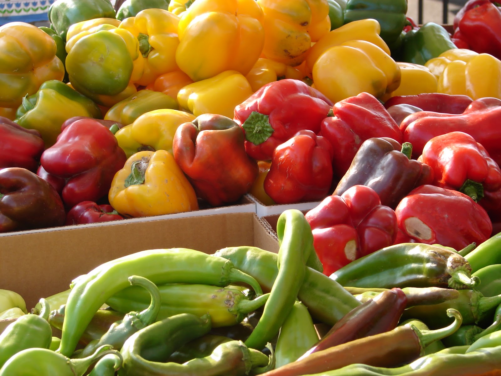 New Utah Gardener Growing Peppers In Utah