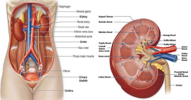 Kelainan Dan Penyakit Pada Sistem Ekskresi Manusia Tugas Sekolah Ku
