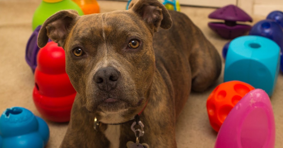 food dispensing dog toy