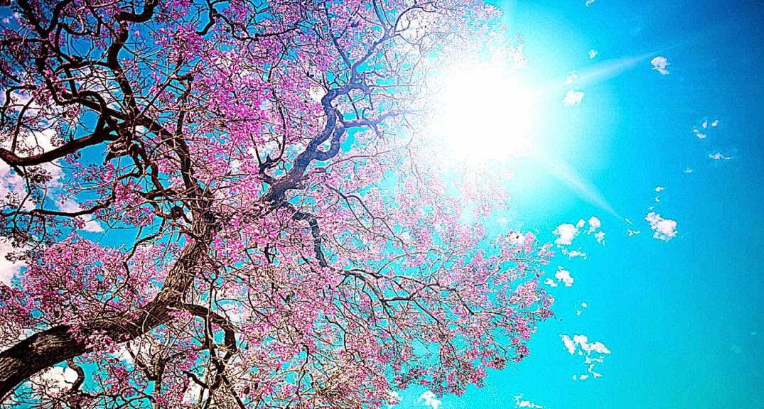 Blooming Spring Wallpapers HD Wallpapers Blooming Spring Wallpapers HD Wallpapers